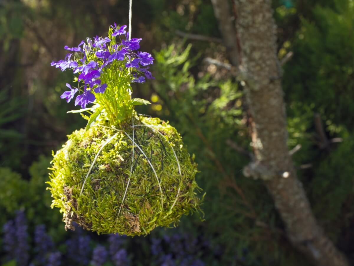 Jarná kokedama zavesená na strome.