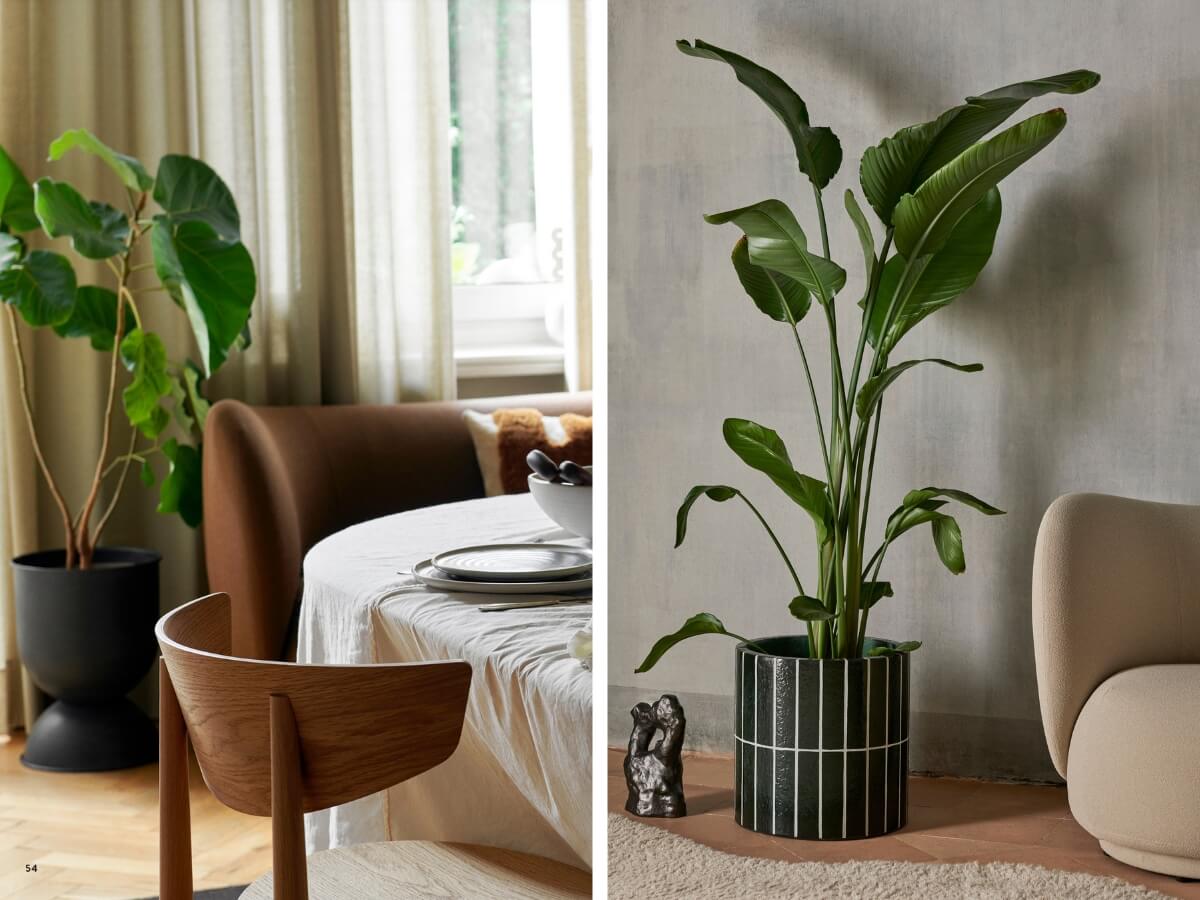 Rastliny v jedálni a obývačke.