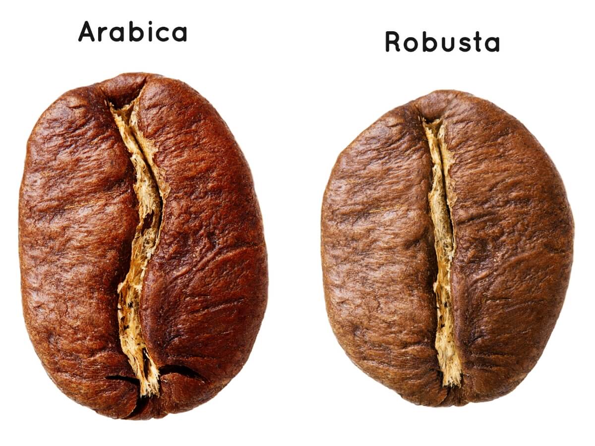 Rozdiel medzi kávovými zrnami Arabica a Robusta.