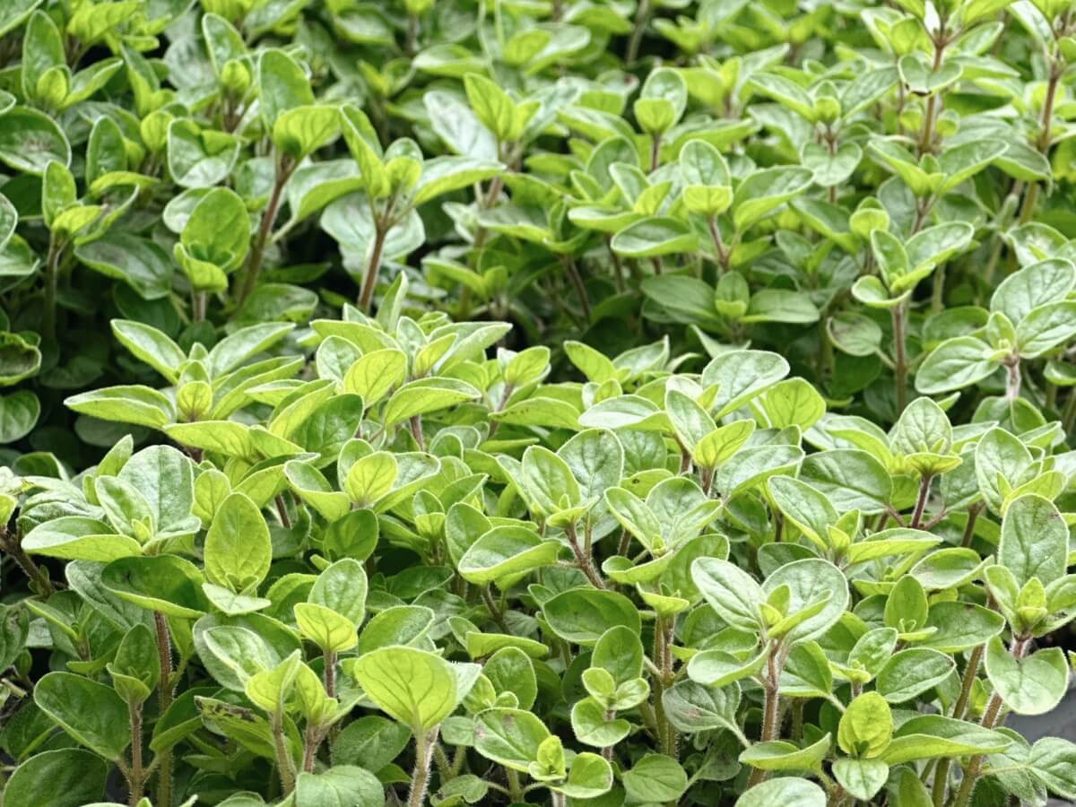 Oregano