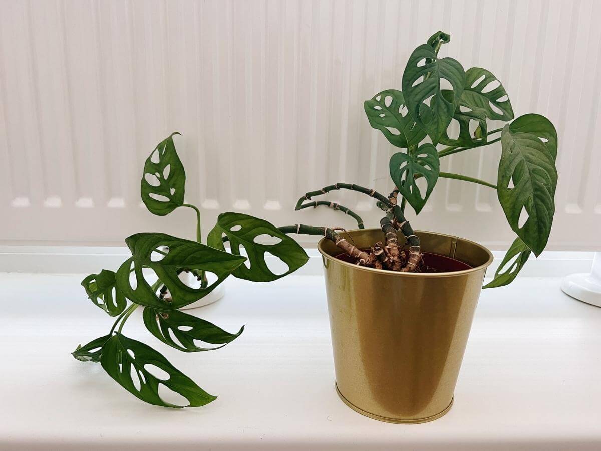 Ťahavá Monstera adansonii