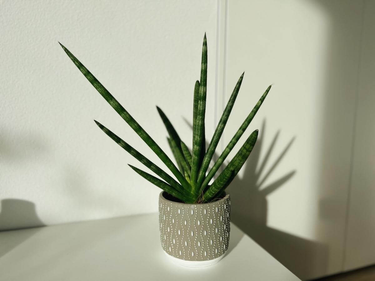 Svokrine jazyky odrody Sansevieria cylindrica