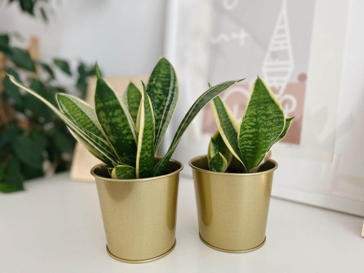 Svokrine jazyky odrody Sansevieria trifasciata