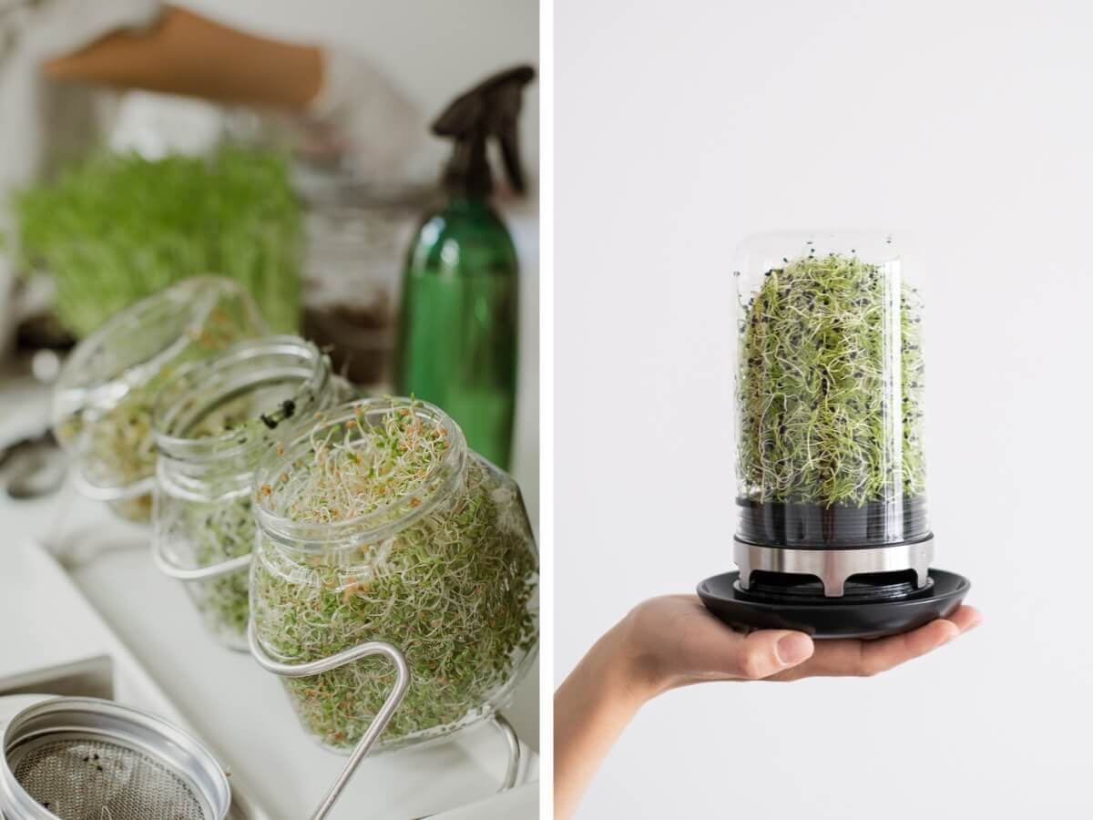Pestovanie klíčkov a microgreens doma.