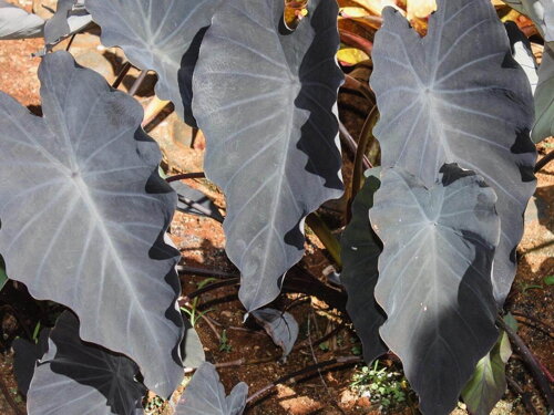 Čierne listy rastliny Kolokázia