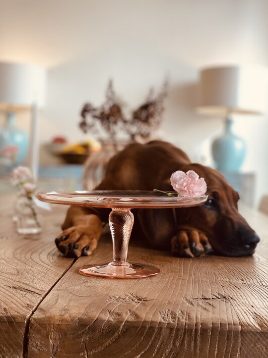 Ružový krištáľový podnos na nožičke s ružovým karafiátom pri ležiacom psovi