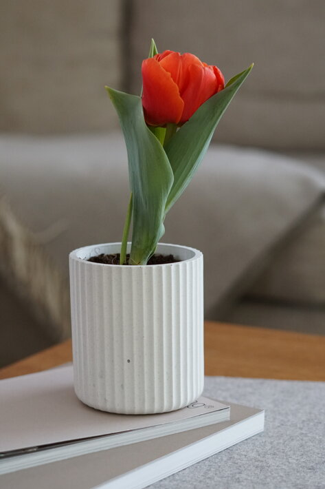 Červený tulipán v bielom vrúbkovanom kvetináči z betónu Waves