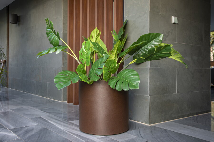 Monstera na chodbe vo veľkom bronzovom kvetináči