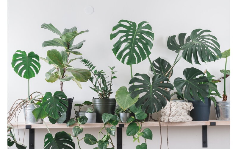 Zeleň v interiéri: Užitočná dekorácia pre váš zdravý domov
